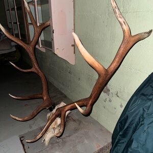 Euro bull elk scores 340s